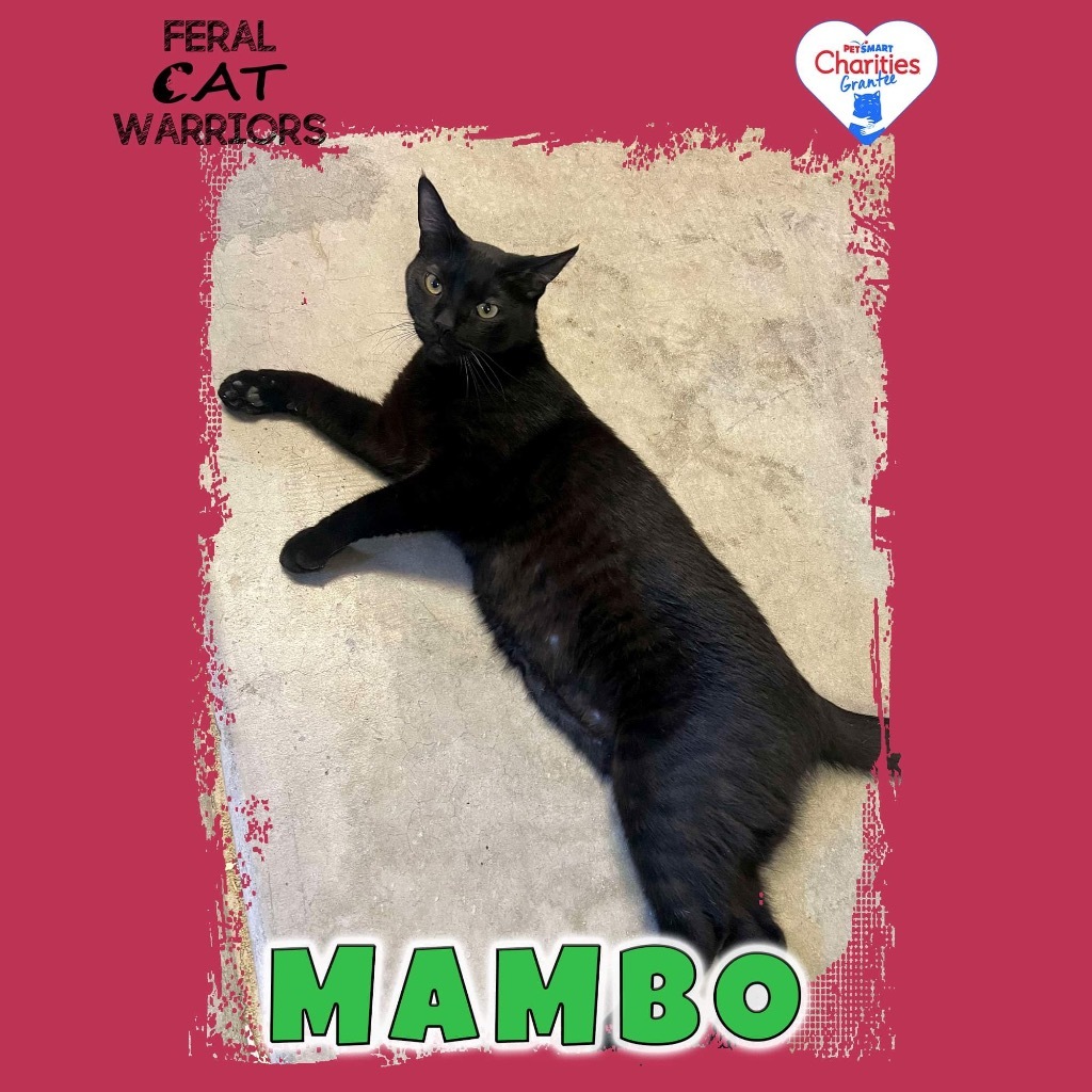 Mambo, an adoptable Domestic Short Hair in Kingman, AZ, 86401 | Photo Image 1