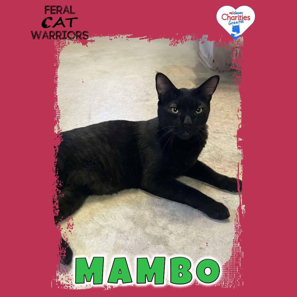 Mambo, an adoptable Domestic Short Hair in Kingman, AZ, 86401 | Photo Image 2