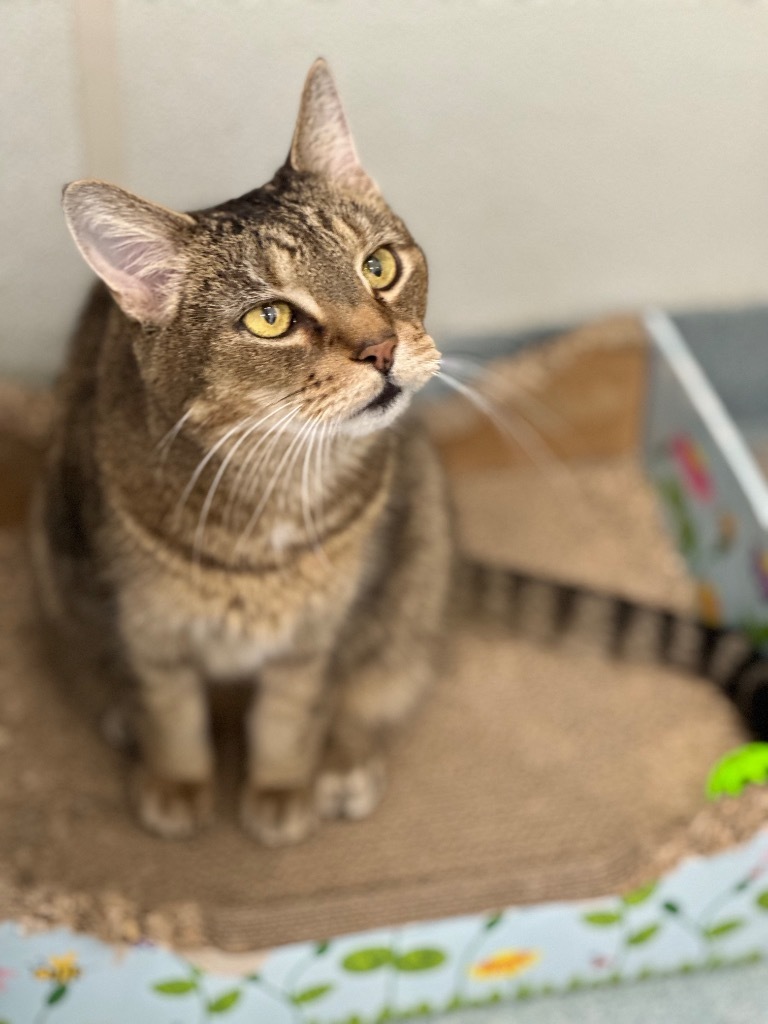 Oscar, an adoptable Domestic Short Hair in Cumberland, ME, 04021 | Photo Image 1