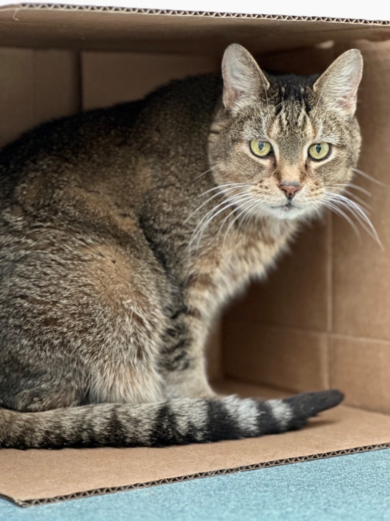 Oscar, an adoptable Domestic Short Hair in Cumberland, ME, 04021 | Photo Image 2