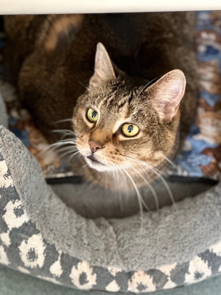 Oscar, an adoptable Domestic Short Hair in Cumberland, ME, 04021 | Photo Image 3