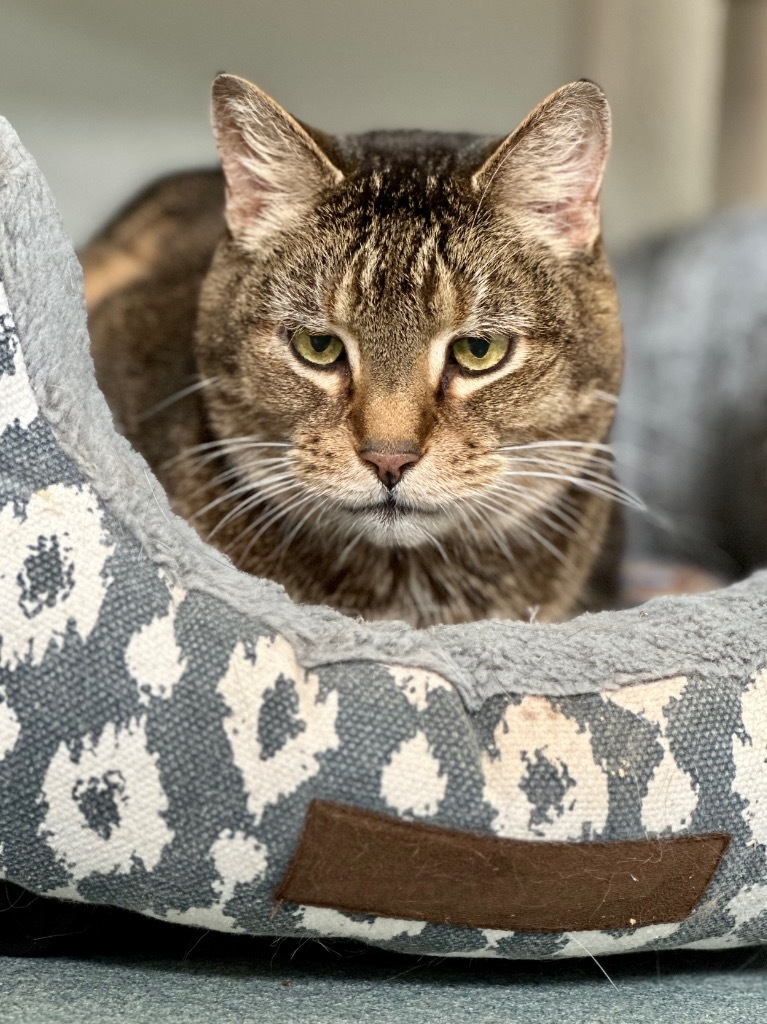 Oscar, an adoptable Domestic Short Hair in Cumberland, ME, 04021 | Photo Image 4