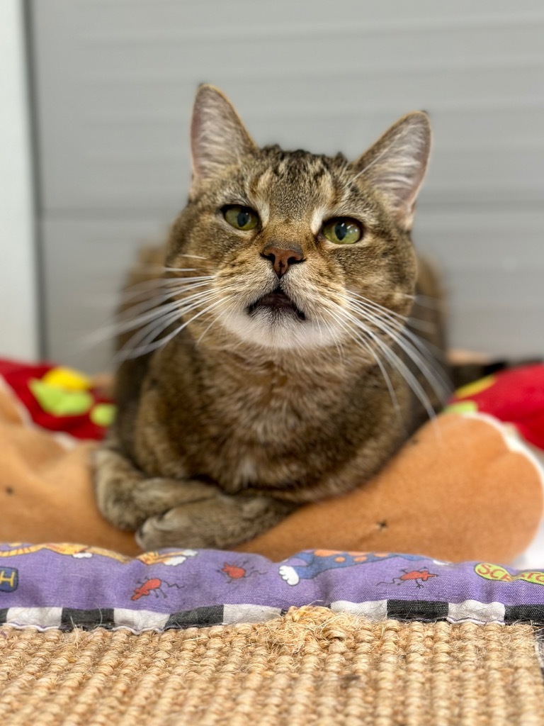 Oscar, an adoptable Domestic Short Hair in Cumberland, ME, 04021 | Photo Image 5