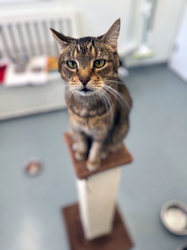 Oscar, an adoptable Domestic Short Hair in Cumberland, ME, 04021 | Photo Image 6