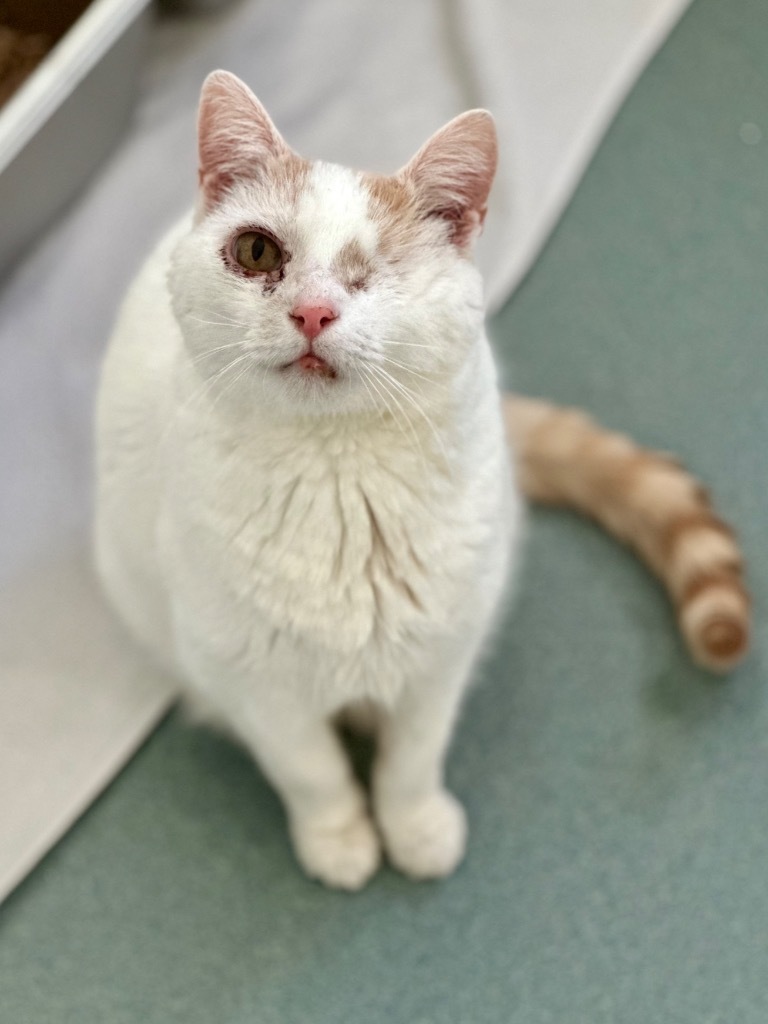 Peaks, an adoptable Domestic Short Hair in Cumberland, ME, 04021 | Photo Image 1