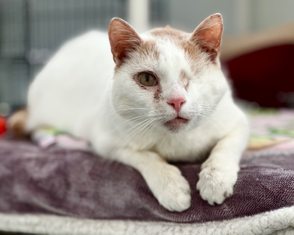 Peaks, an adoptable Domestic Short Hair in Cumberland, ME, 04021 | Photo Image 2