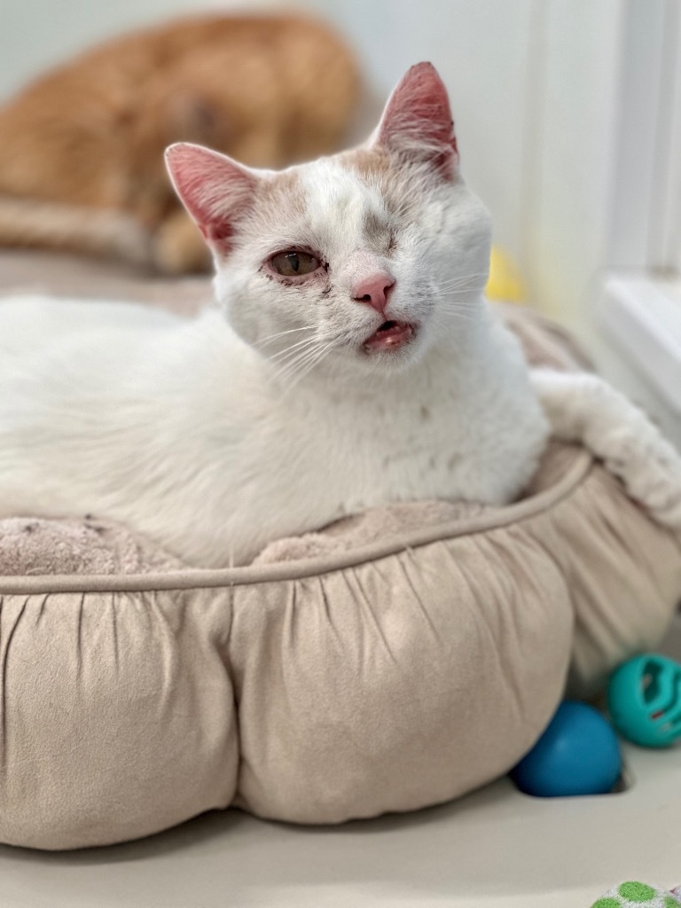 Peaks, an adoptable Domestic Short Hair in Cumberland, ME, 04021 | Photo Image 3