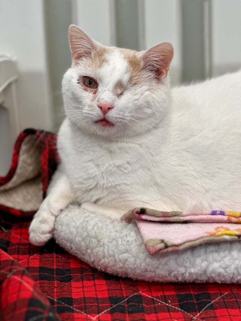 Peaks, an adoptable Domestic Short Hair in Cumberland, ME, 04021 | Photo Image 4