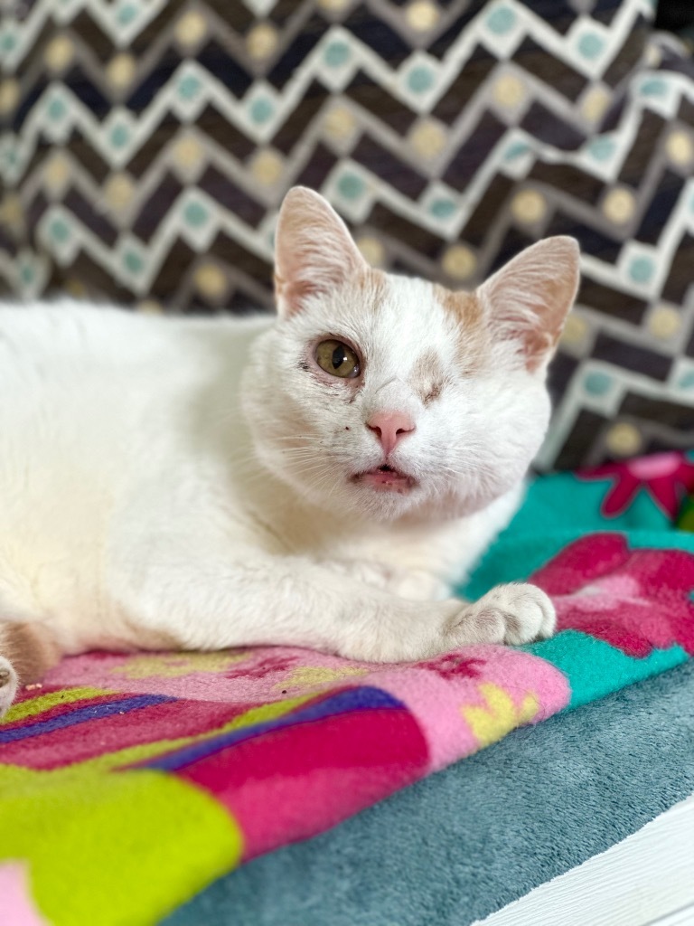 Peaks, an adoptable Domestic Short Hair in Cumberland, ME, 04021 | Photo Image 4