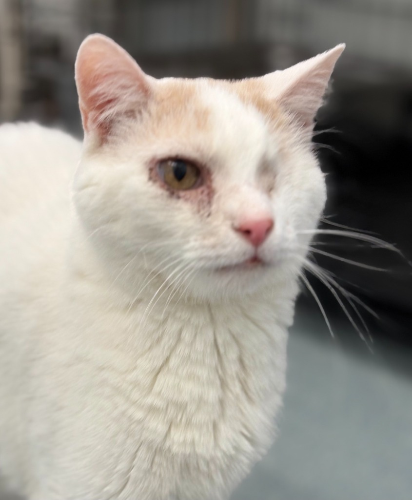Peaks, an adoptable Domestic Short Hair in Cumberland, ME, 04021 | Photo Image 6