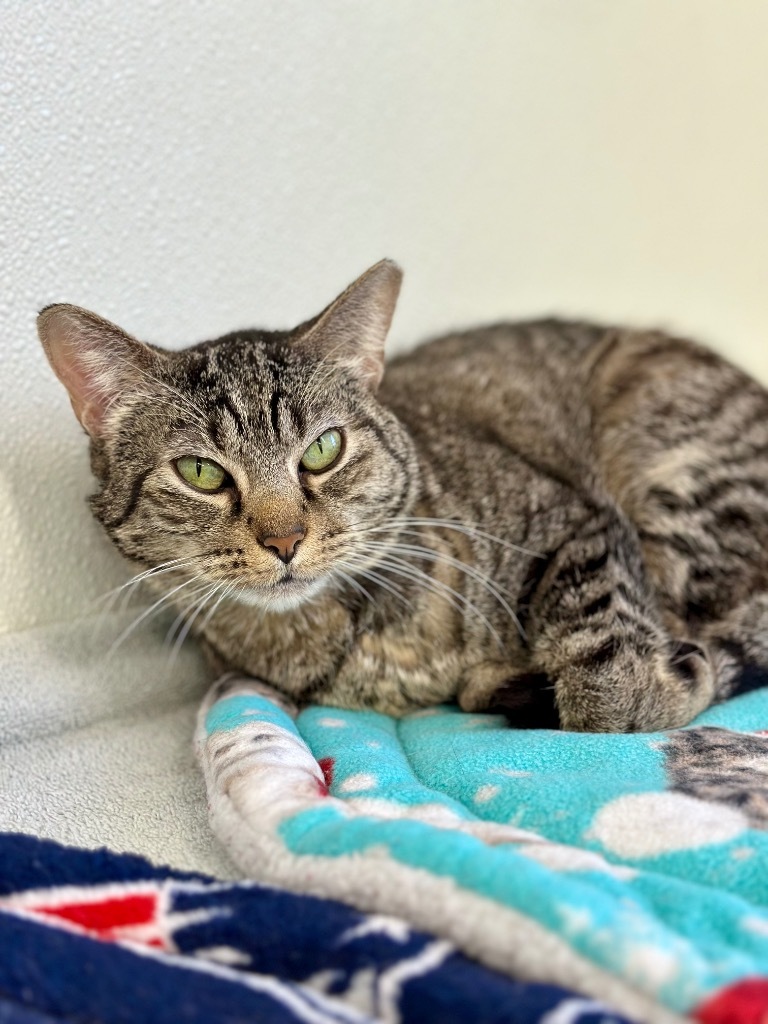 Roxie Rose, an adoptable Domestic Short Hair in Cumberland, ME, 04021 | Photo Image 3