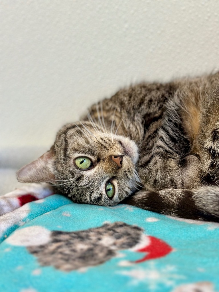 Roxie Rose, an adoptable Domestic Short Hair in Cumberland, ME, 04021 | Photo Image 4