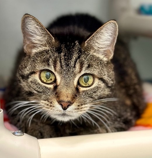 Wilma Mae (Aka Baby Girl), an adoptable Domestic Short Hair in Cumberland, ME, 04021 | Photo Image 1