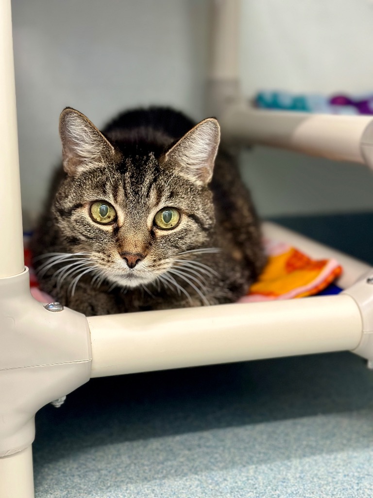 Wilma Mae (Aka Baby Girl), an adoptable Domestic Short Hair in Cumberland, ME, 04021 | Photo Image 2