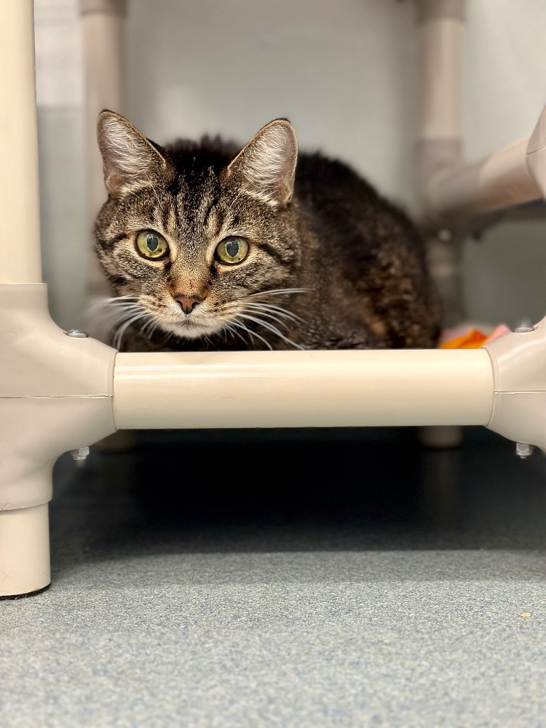 Wilma Mae (Aka Baby Girl), an adoptable Domestic Short Hair in Cumberland, ME, 04021 | Photo Image 3