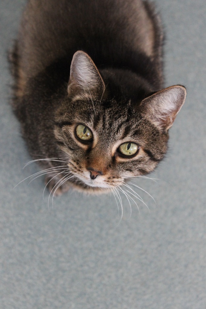 Wilma Mae (Aka Baby Girl), an adoptable Domestic Short Hair in Cumberland, ME, 04021 | Photo Image 3