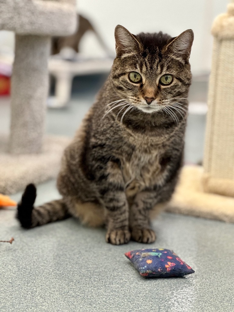 Wilma Mae (Aka Baby Girl), an adoptable Domestic Short Hair in Cumberland, ME, 04021 | Photo Image 4