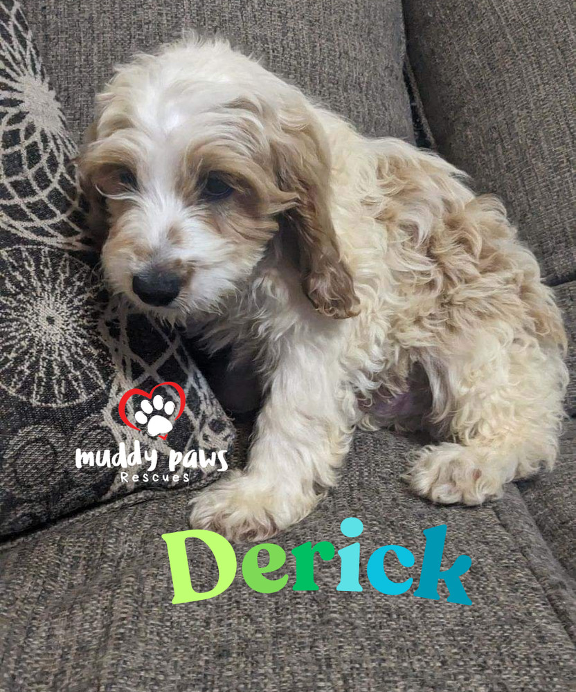 Derick - Dirty Dawg Litter