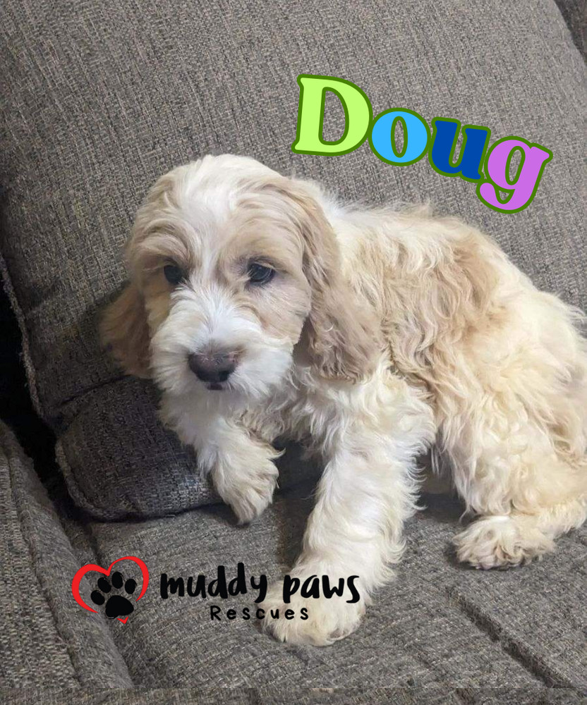 Doug - Dirty Dawg Litter