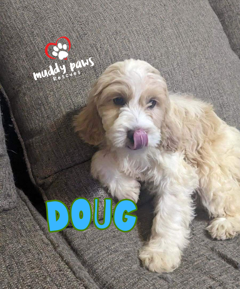 Doug - Dirty Dawg Litter