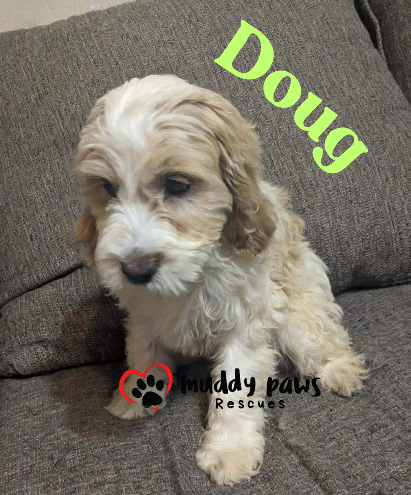 Doug - Dirty Dawg Litter