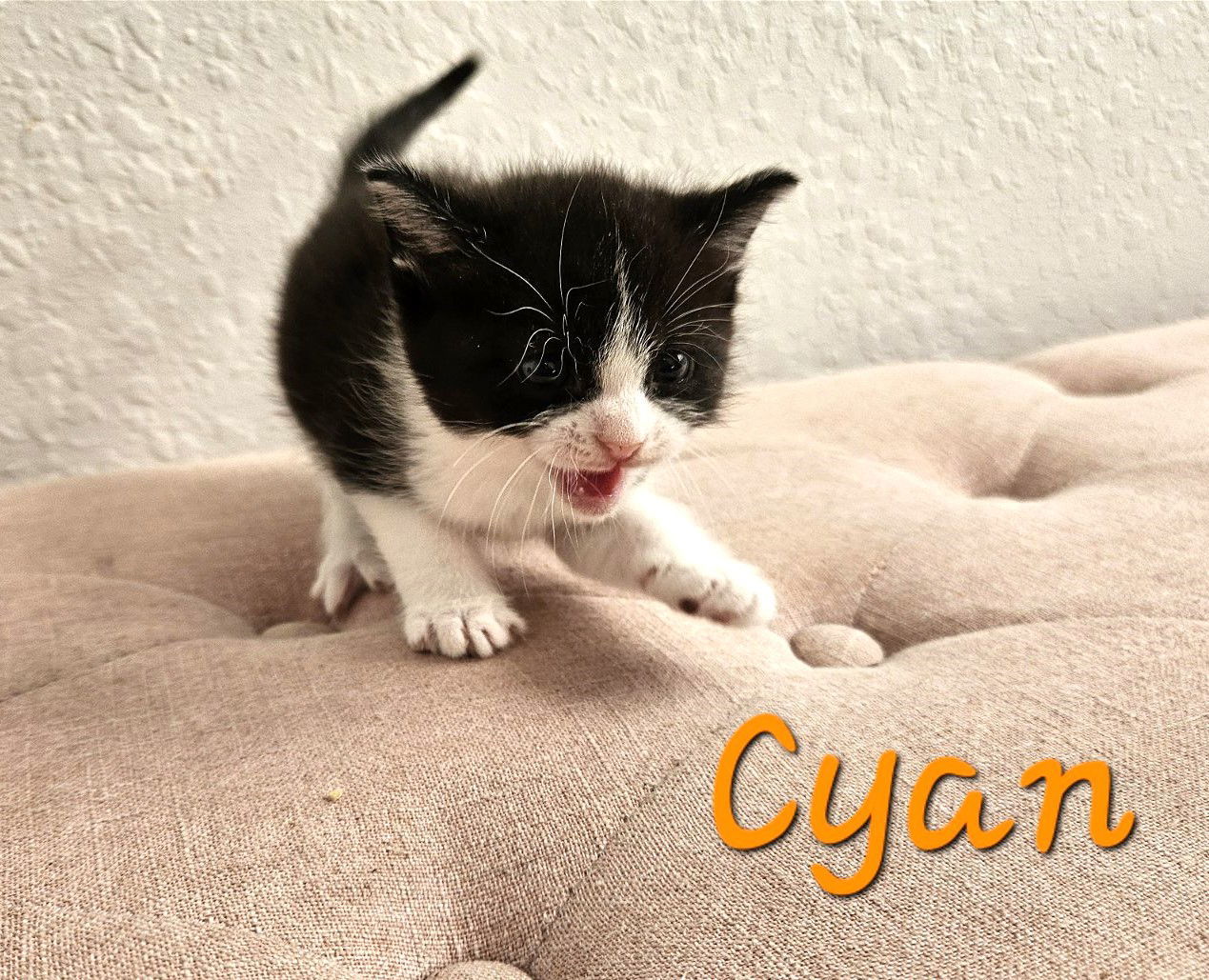 Cyan