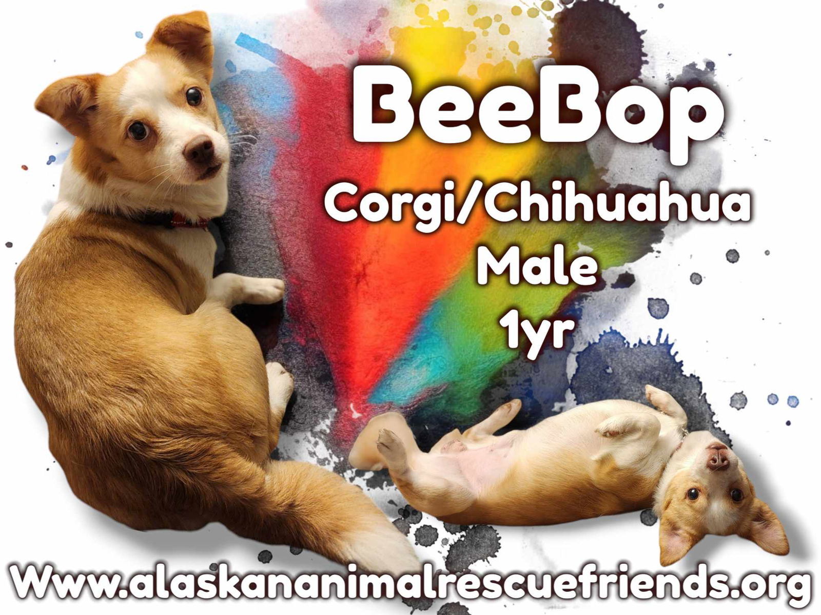 BeeBop, an adoptable Corgi, Chihuahua in Anchorage, AK, 99503 | Photo Image 1