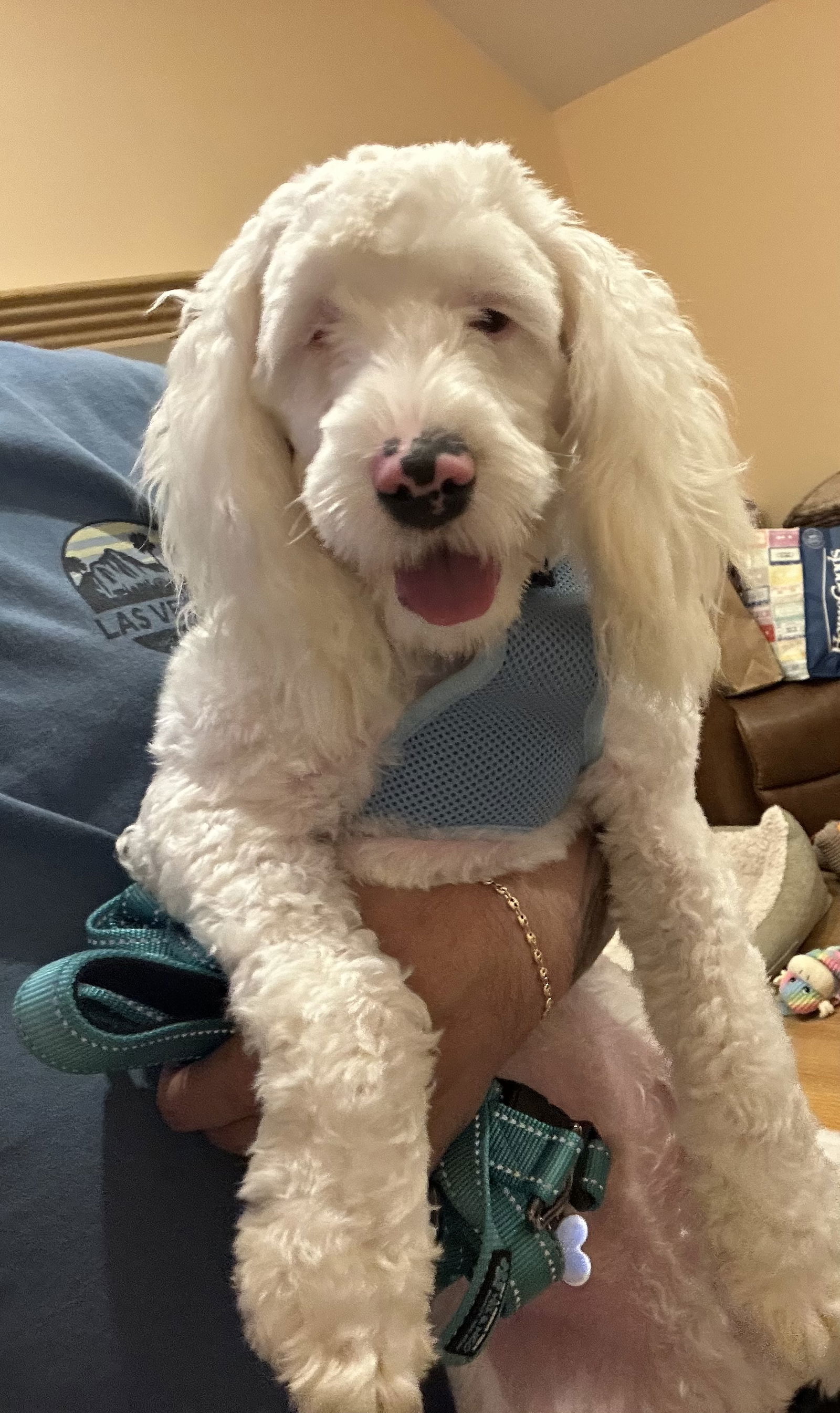 Finley, an adoptable Cockapoo in Flushing, NY, 11354 | Photo Image 1