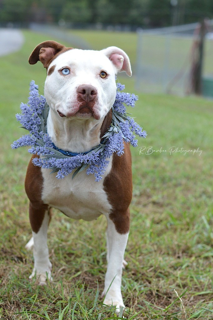 Pretzel - Adoptable, an adoptable Affenpinscher, Mixed Breed in Chickamauga , GA, 30707 | Photo Image 3