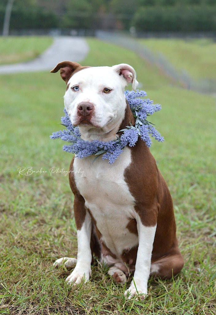 Pretzel - Adoptable, an adoptable Affenpinscher, Mixed Breed in Chickamauga , GA, 30707 | Photo Image 4