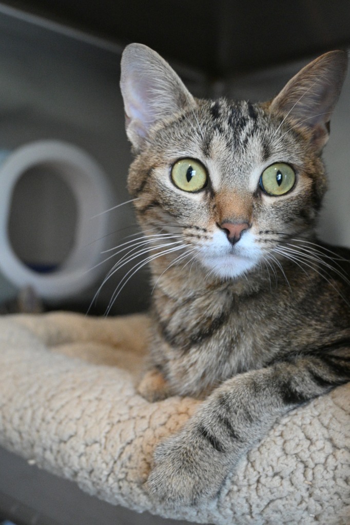 S0 Sprig, an adoptable Domestic Short Hair in Ashland, WI, 54806 | Photo Image 1