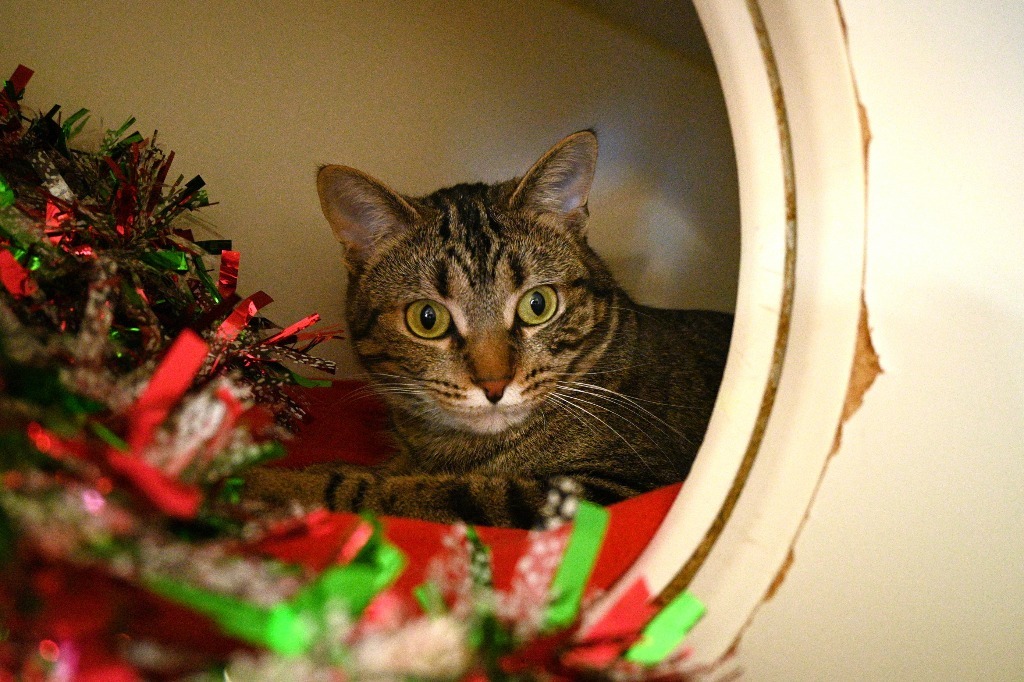 S0 Sprig, an adoptable Domestic Short Hair in Ashland, WI, 54806 | Photo Image 1