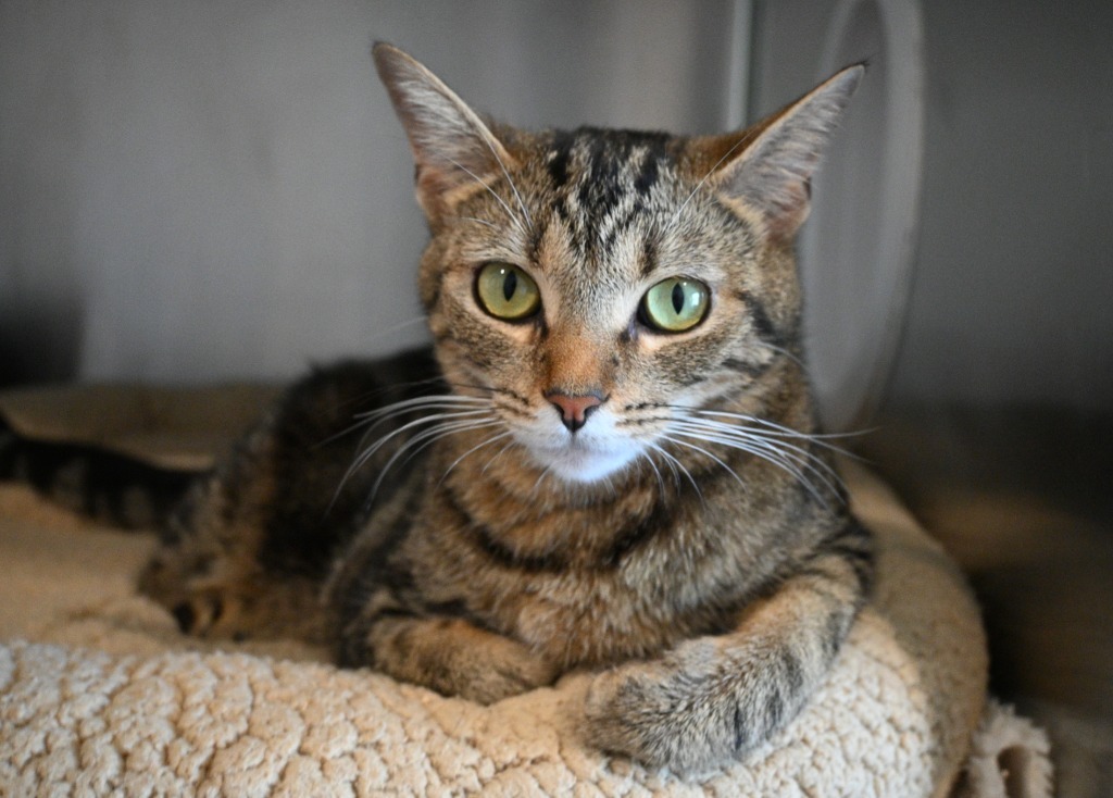 S0 Sprig, an adoptable Domestic Short Hair in Ashland, WI, 54806 | Photo Image 3