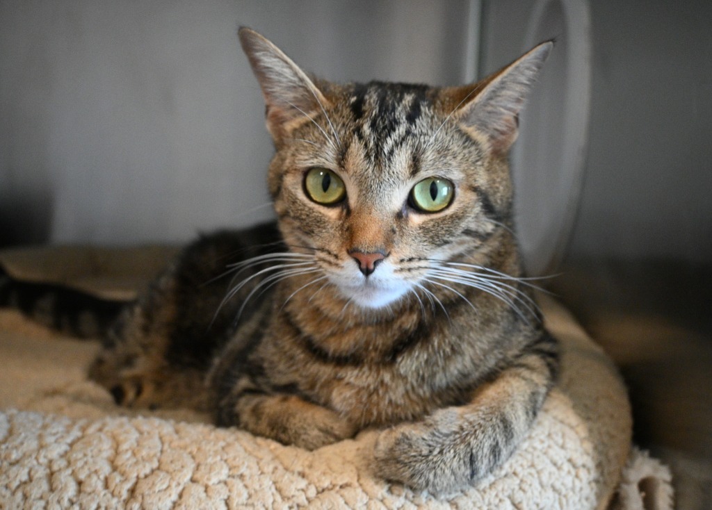S0 Sprig, an adoptable Domestic Short Hair in Ashland, WI, 54806 | Photo Image 4
