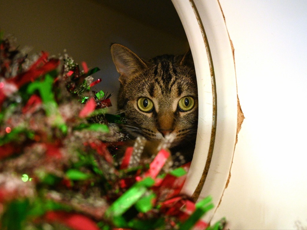 S0 Sprig, an adoptable Domestic Short Hair in Ashland, WI, 54806 | Photo Image 5