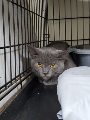 Athena, Young Female Domestic Short Hair