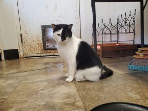 Tiffany, Adult Female unknown