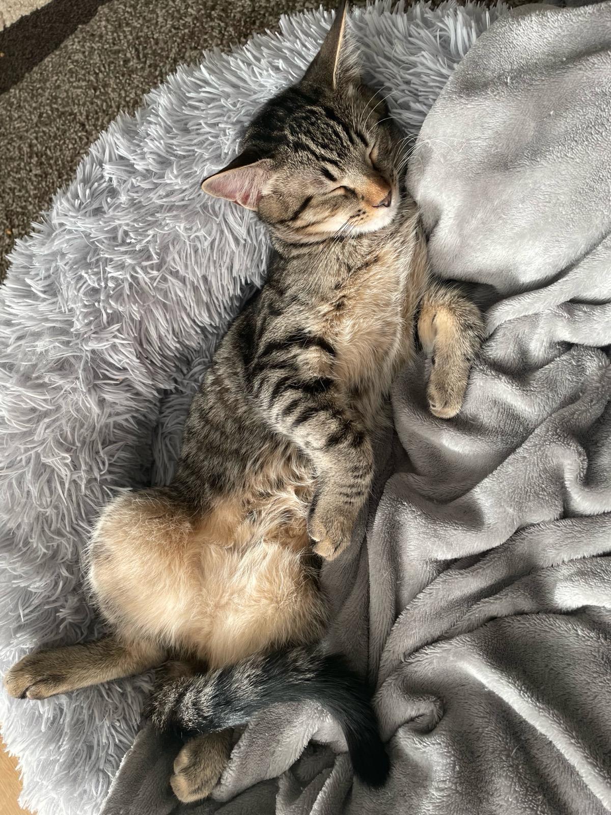 Frankie