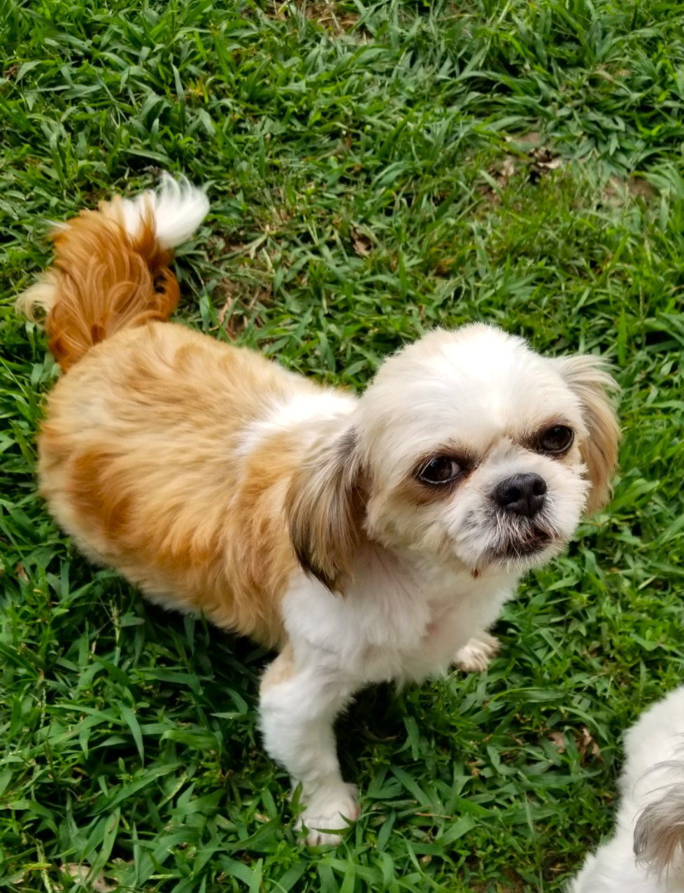 Dog for adoption - Sadie, a Shih Tzu in Tonka Bay, MN | Petfinder