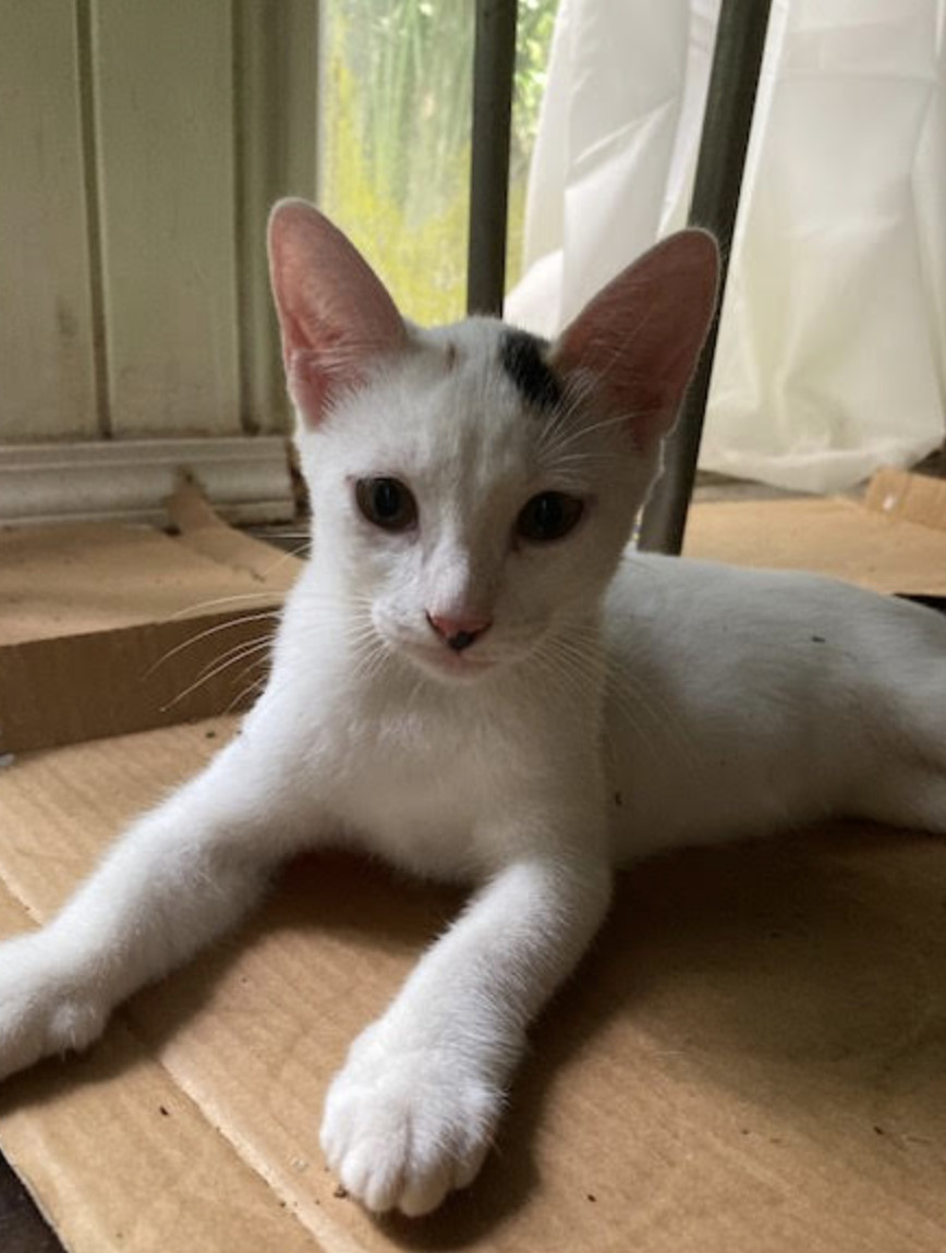 Odine, an adoptable Domestic Short Hair in Rincon, PR, 00677 | Photo Image 1