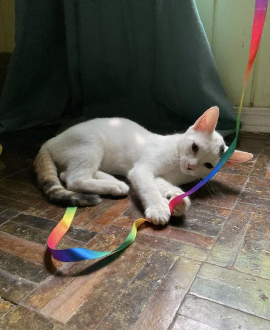 Odine, an adoptable Domestic Short Hair in Rincon, PR, 00677 | Photo Image 3