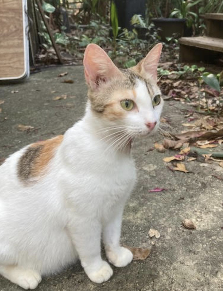 Rosita, an adoptable Domestic Short Hair in Rincon, PR, 00677 | Photo Image 3