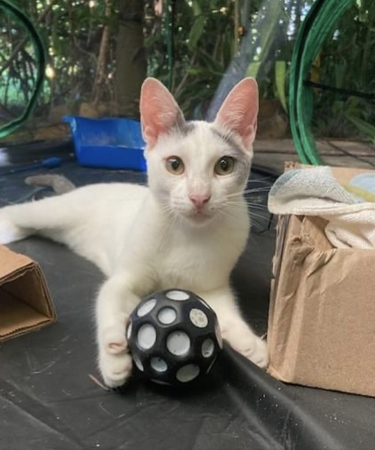 Oscar, an adoptable Domestic Short Hair in Rincon, PR, 00677 | Photo Image 1