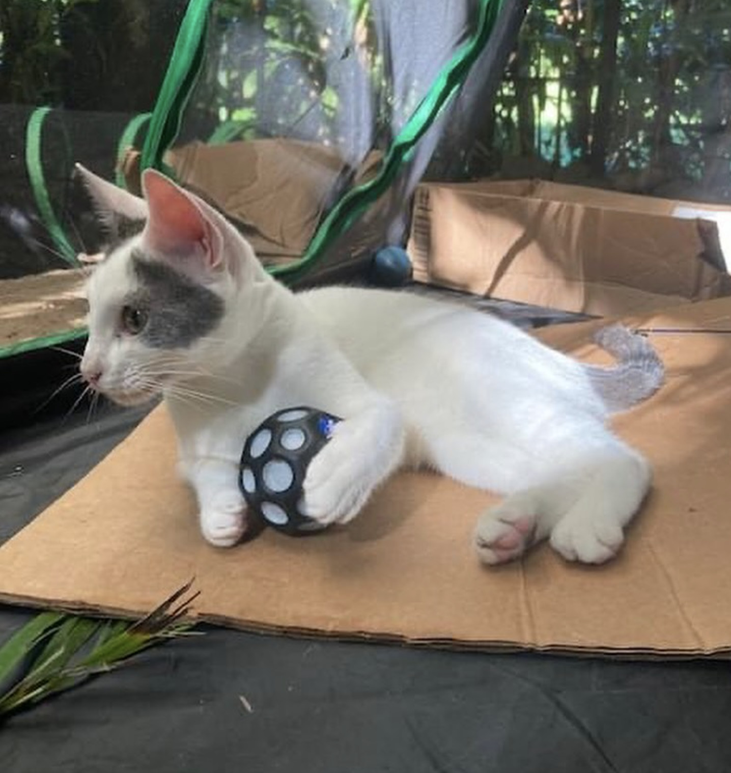 Oscar, an adoptable Domestic Short Hair in Rincon, PR, 00677 | Photo Image 2