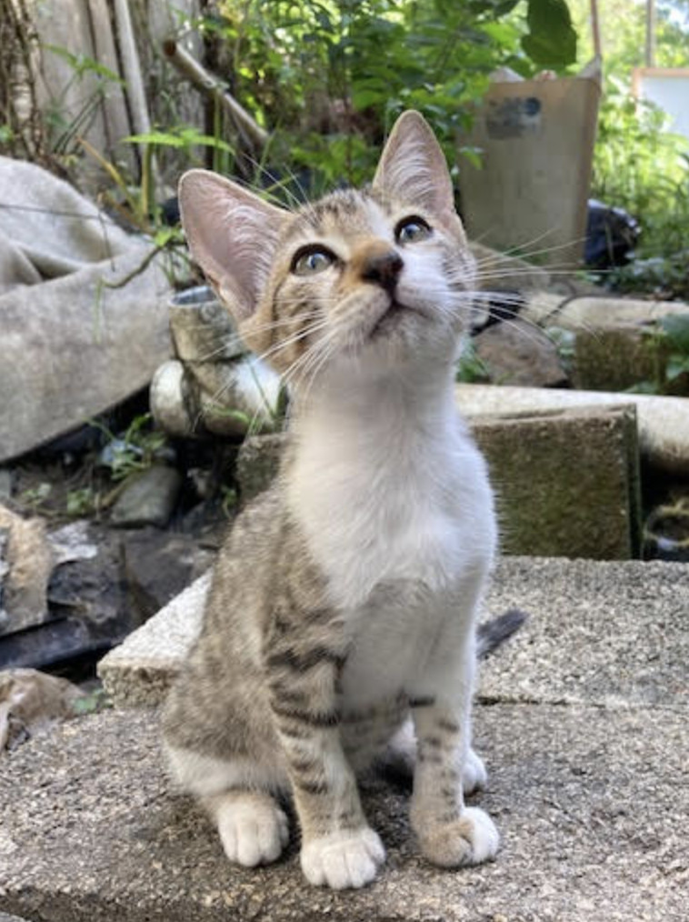 Itsy, an adoptable Domestic Short Hair in Rincon, PR, 00677 | Photo Image 2