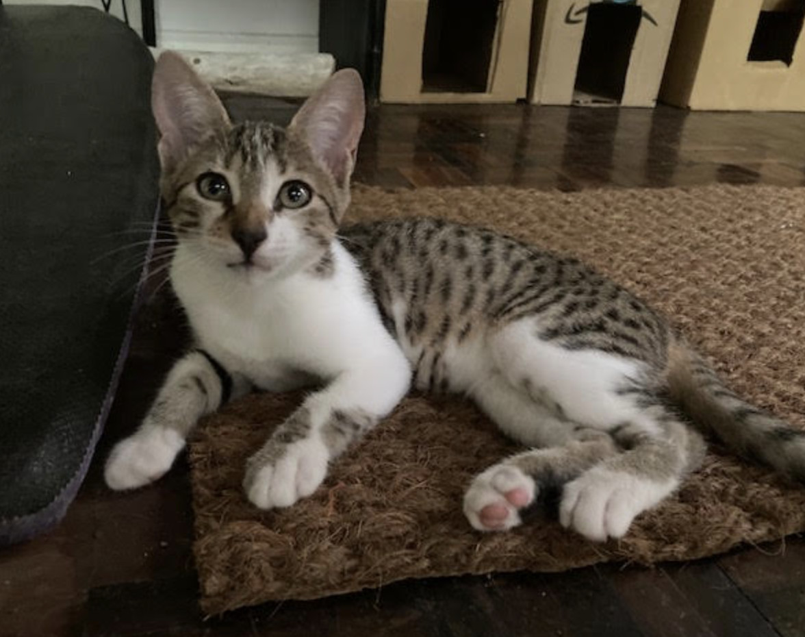 Itsy, an adoptable Domestic Short Hair in Rincon, PR, 00677 | Photo Image 3