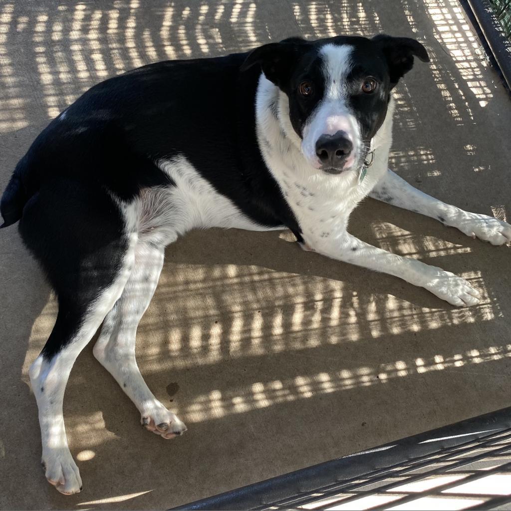 Pepper, an adoptable McNab in Cedaredge, CO, 81413 | Photo Image 1