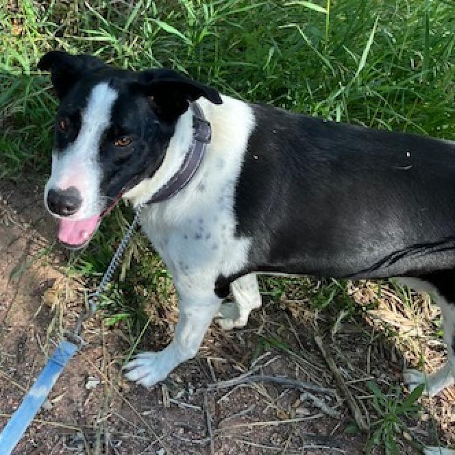 Pepper, an adoptable McNab in Cedaredge, CO, 81413 | Photo Image 4