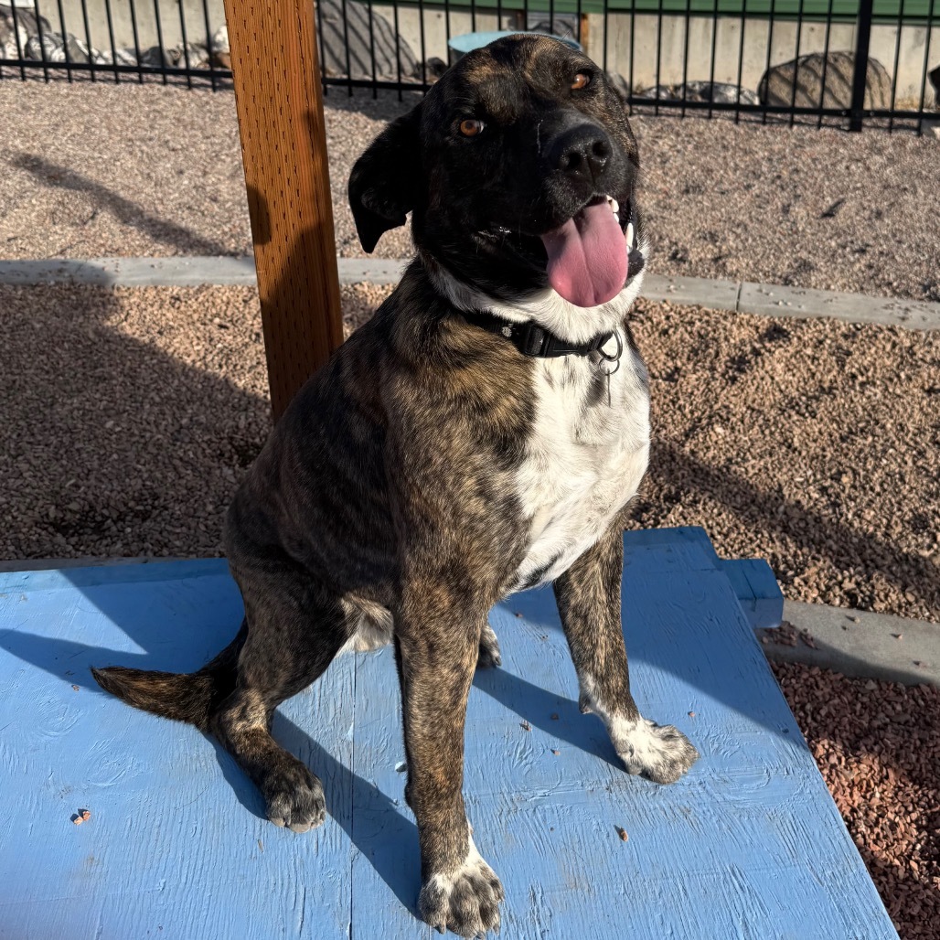 Smokey, an adoptable Mixed Breed, Australian Cattle Dog / Blue Heeler in Cedaredge, CO, 81413 | Photo Image 1