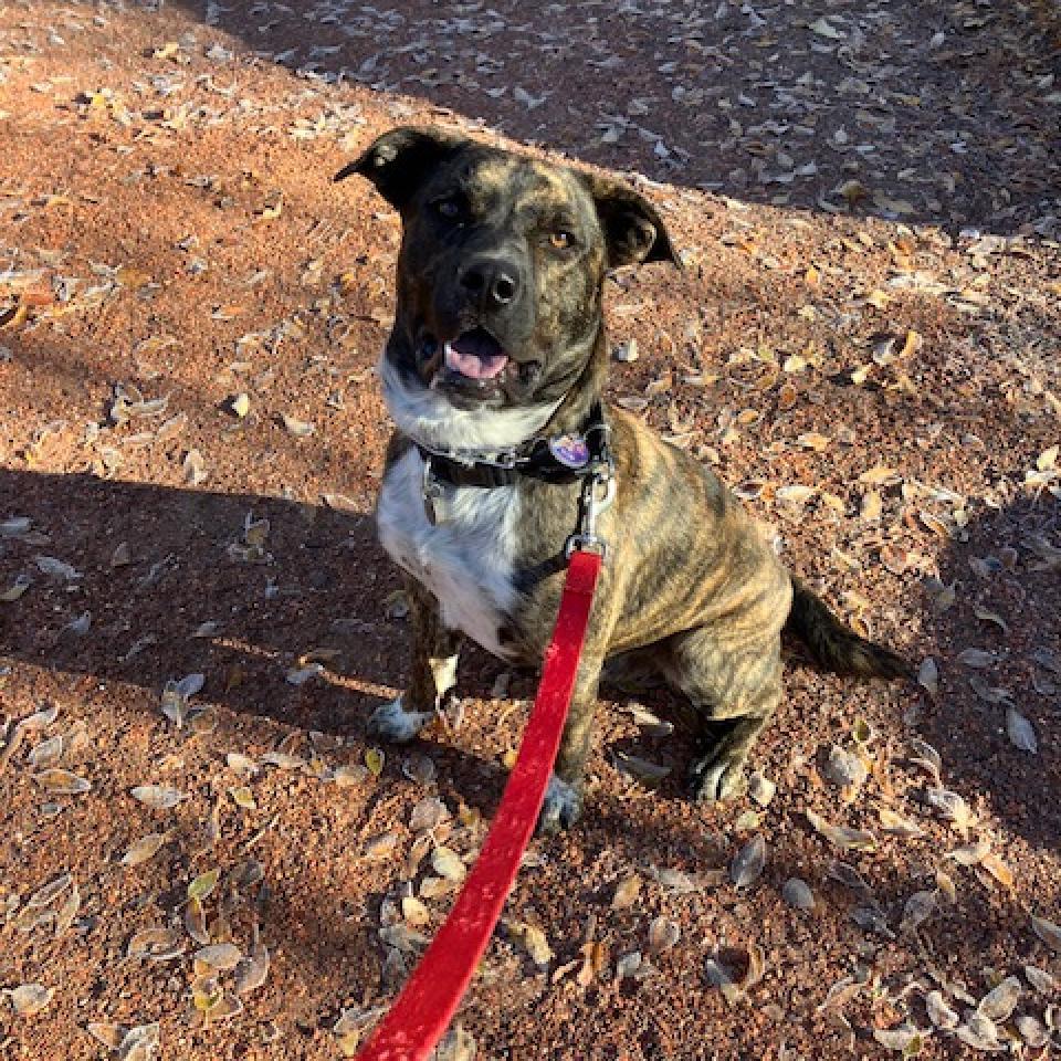 Smokey, an adoptable Mixed Breed, Australian Cattle Dog / Blue Heeler in Cedaredge, CO, 81413 | Photo Image 2